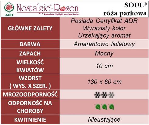 Soul róże parkowe gł. zal